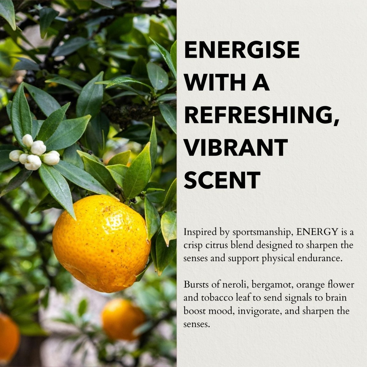 anatomē Energy Functional Parfum 10ml